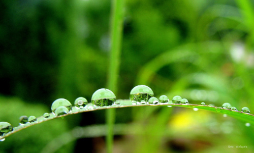kropelkowo ... :)) **** ulub. gonzki **** #deszcz #kropelki #ogród #przyroda #trawy
