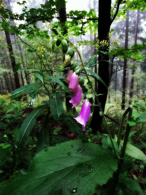 Naparstnica purpurowa - piękna i trująca. Do poczytania (ciekawe!): http://rme.cbr.net.pl/archiwum/lipiec-sierpie-nr-50/142-zioowy-zaktek/341-pikna-i-grona-naparstnica-purpurowa.html #flora #GórySowie #kwiaty #NaparstnicaPurpurowa #rośliny