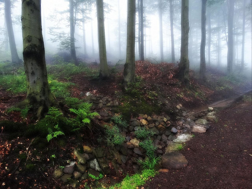 Góry Sowie. Las przy Srebrnej Drodze (szlaku fioletowym) z Przełęczy Walimskiej na Przełęcz Sokolą - w deszczu i we mgle #DolnyŚląsk #góry #GórySowie #PrzełęczSokola #PrzełęczWalimska #SrebrnaDroga #Sudety #SzlakFioletowy