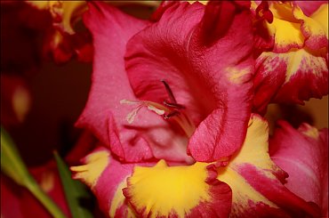 Mieczyk ... gęsto kwieciem obsypany :) #Mieczyk #kwiat