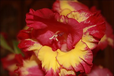 Mieczyki ... zakwitły nadzwyczaj pięknie tego roku :) #Mieczyk #kwiat