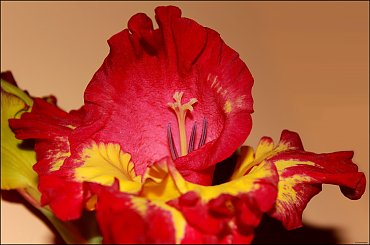 Mieczyk ... świeżo ścięty do wazonu. #Mieczyk #kwiat