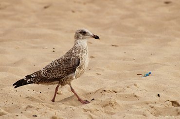 wakacje ... urlop ... plaża ... Sarbinowo, które głowy nie urywa , ale ? :) pozdrawiam Was kochani :) ... #morze #plaża #urlop #wakacje