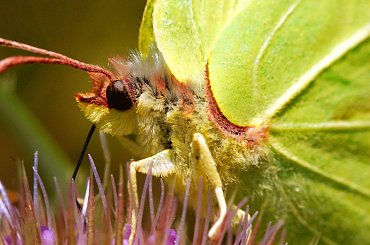 ..to jeszcze zerknij w oko temu :-) #Cytrynek #Makro