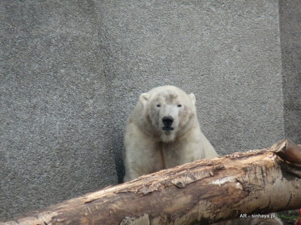 Niedźwiedź polarny