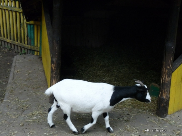 Koza miniaturowa holenderska