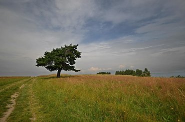 Z dedykacją dla ijjn. Dziękuję, że mogłam być w tym wyjątkowym miejscu :)) #PiątkowaGóra #drzewo