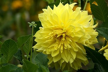 dalie w moim ogrodzie ... :) #dalie #jesień #KoniecLata #kwiaty #ogród #wrzesień