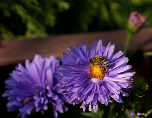 fruwające w ogródku ... #kwiaty #motyle #ogród #owady #pszczoły