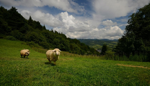 Owieczki #Owieczki #Owce #Palenica