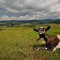 Na Dubantowskiej polanie - "Bella Koza" #Koza #PolanaDubantowska #Jaworki #Bacówka