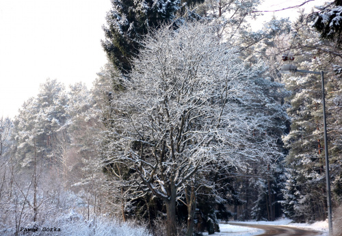 Zima w Gołdapi