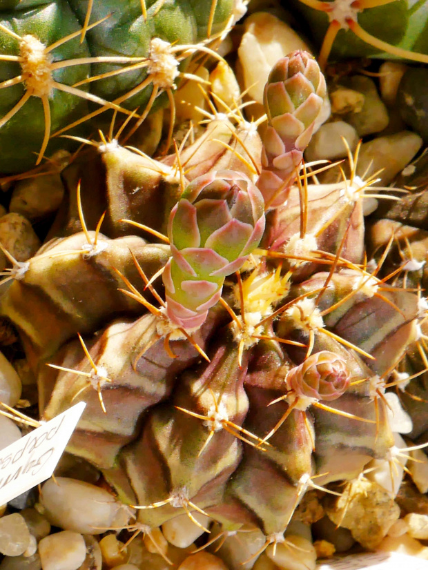 Gymnocalycium michanovichi #kaktusy