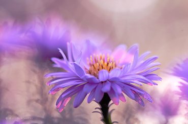 jesiennie ... #jesień #kwiaty #astry #liście #kolory