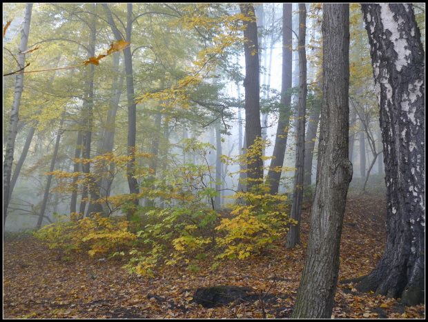 jesień i mgła #mgła