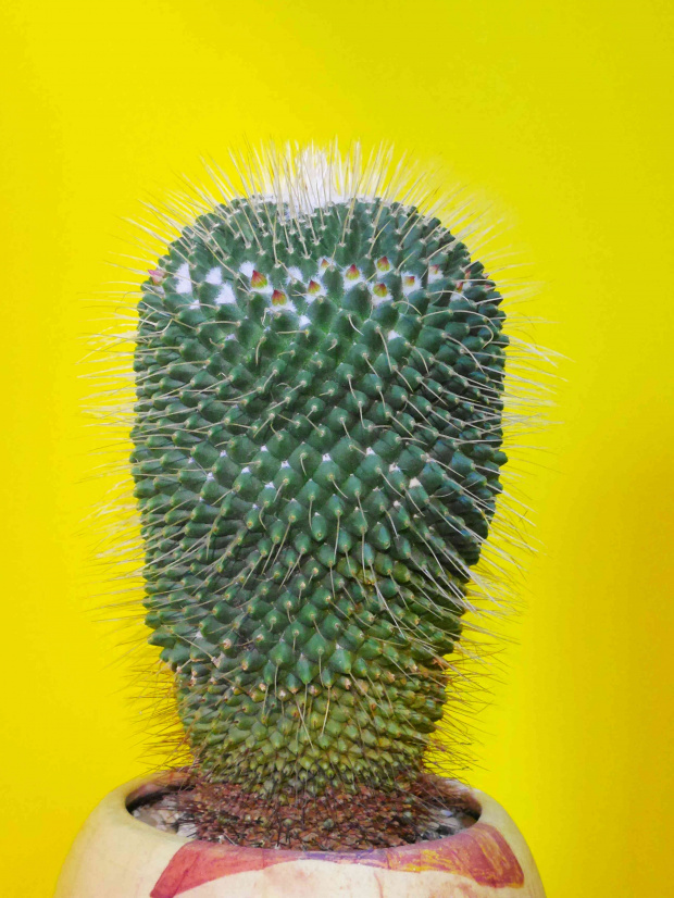 Mammillaria spinosissima v. monospina #kaktusy