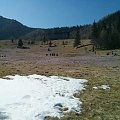 Krokusy na Kalatówkach #góry #Tatry #Zakopane