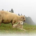 Owca i Pies. Z dedykacją dla krzysztofa50, jovanki1, aifoz i heram :))