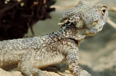 Jaszczurka (Turcja 2013) #Gady #Jaszczurki