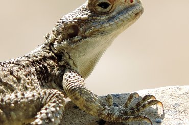 Jaszczurka (Turcja 2013) #Gady #Jaszczurki