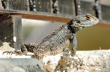 Jaszczurka (Turcja 2013) #Gady #Jaszczurki