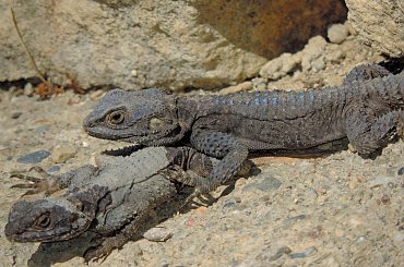 Jaszczurka (Turcja 2013) #Gady #Jaszczurki