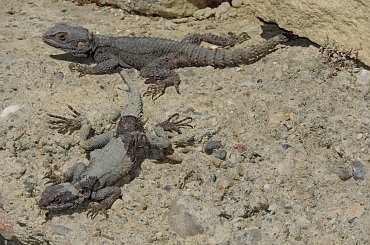 Jaszczurka (Turcja 2013) #Gady #Jaszczurki