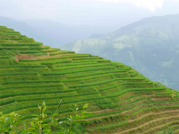 Tarasy pól ryżowych (okolice Longsheng) - region autonomiczny Guangxi