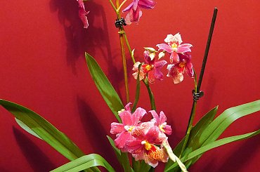 Cambria Burrageara Nelly Isler #storczyki