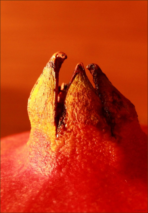 Owoc granatu