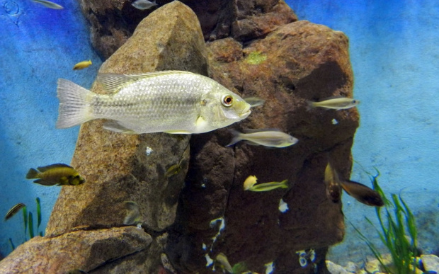 OCEANARIUM we Wrocławiu