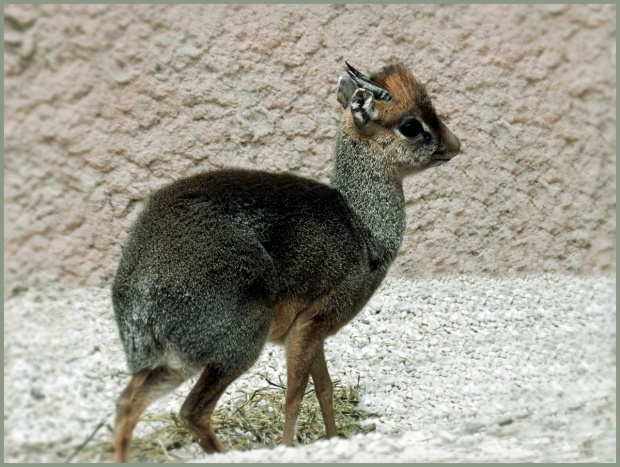 Dikdik