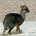 Dikdik