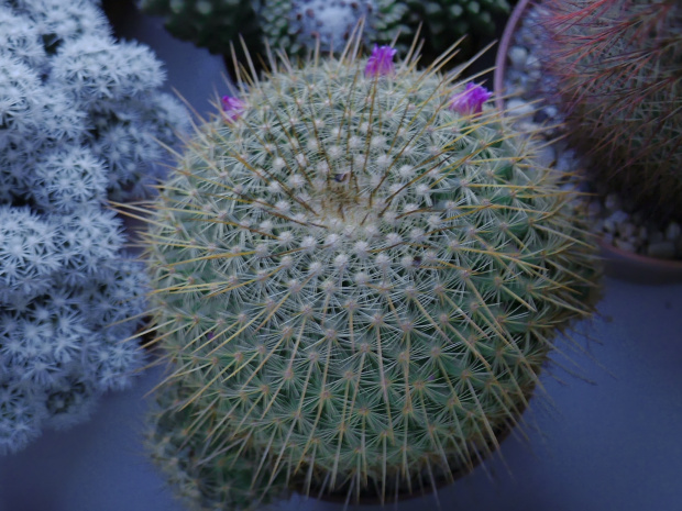 Mammillaria dixanthocentron #kakatusy