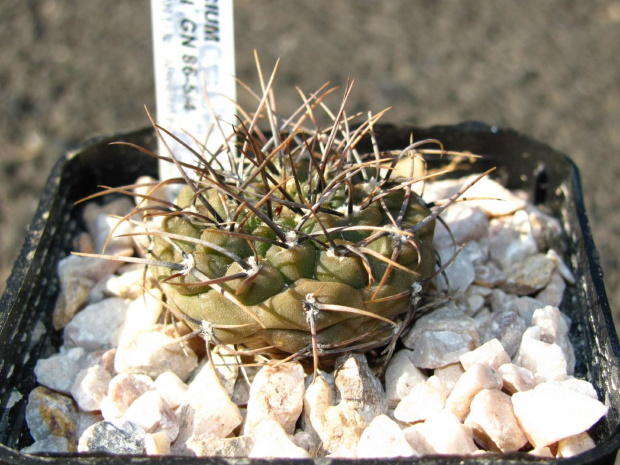 Gymnocalycium ochoterenae GN 86-5/4