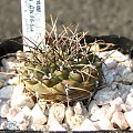 Gymnocalycium ochoterenae GN 86-5/4