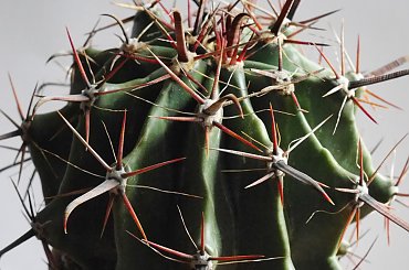 Ferocactus stainessi #kakatusy