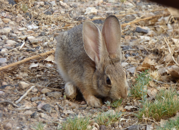 Dziki królik. Kemping koło Capitol Reef N.P., Utah, USA