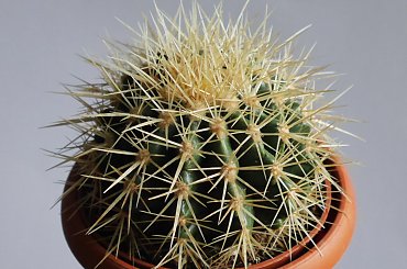 Echinocactus grusoni #kakatusy