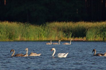 #łabędzie #staw #wrzesień