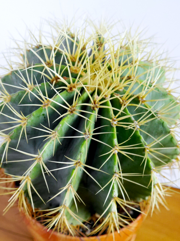 Ferocactus glaucescens #kakatusy