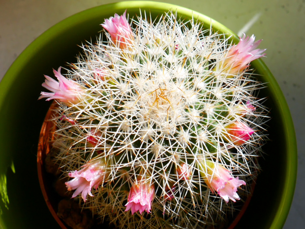 Mammillaria backebergiana #kakatusy