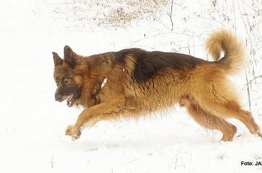 #GILDOWiernyDruh #Jangcy #OwczarekNiemiecki #Parys #PsieZaprzęgi
