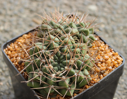 Gymnocalycium fischeri STO 887/2