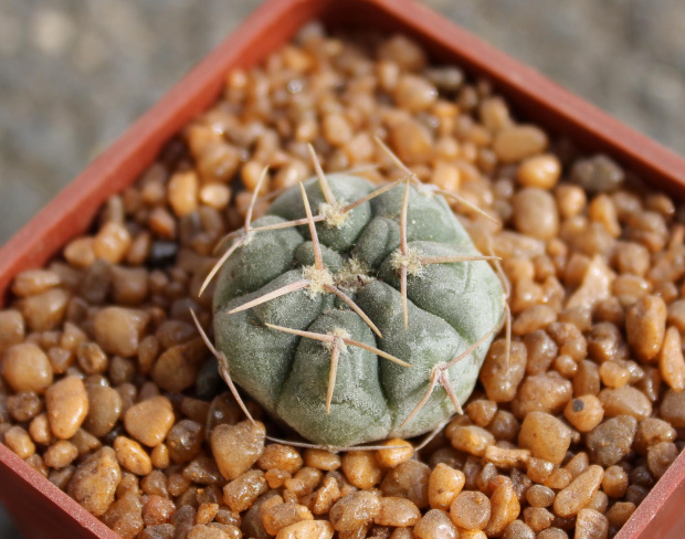 Gymnocalycium prochazkianum TOM 07-265/1