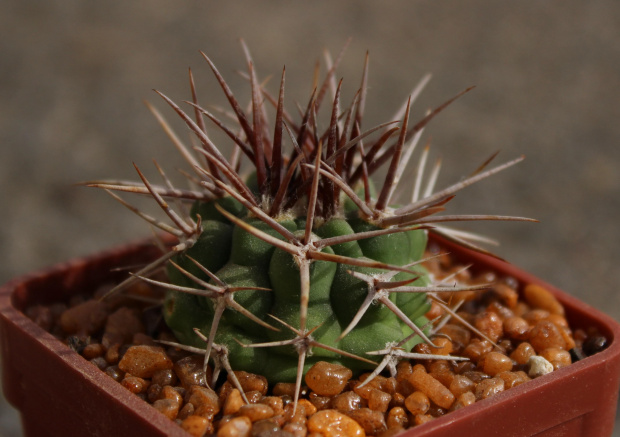 Gymnocalycium ferox v. ferocior STO 866