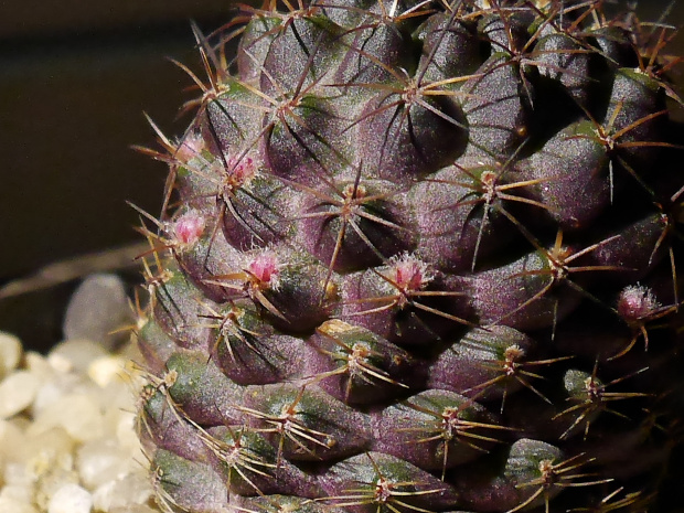 Mediolobivia leucanthema WR 305 #kaktusy