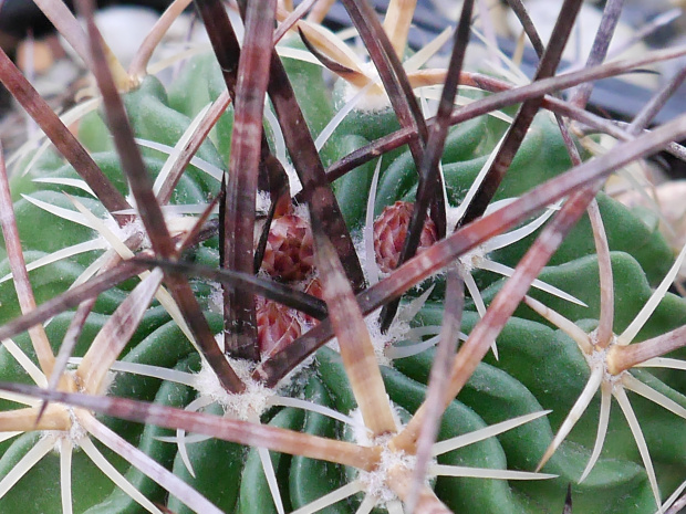 Echinofossulocactus #kaktusy