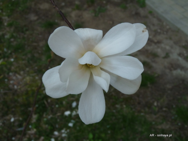 Magnolia