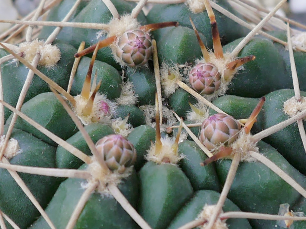 Gymnoalycium uruguaense #kaktusy